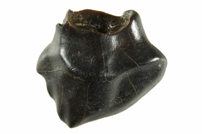 Fossil Nodosaur Tooth - Judith River Formation #313199